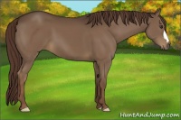 Horse Color:Liver Chestnut 