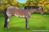Horse Color:Bay Ice Roan 