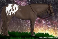 Horse Color:Liver Chestnut Appaloosa 