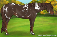 Horse Color:Gray White Spotted Chestnut 