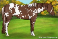 Horse Color:White Spotted Chestnut 