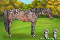 Horse Color:Brown Ice Appaloosa  and Brown Appaloosa 
