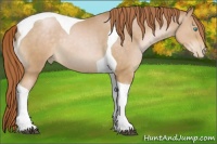 Horse Color:Buckskin Pearl Tobiano