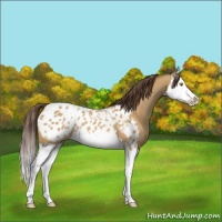 Horse Color:Amber Champagne Splash Appaloosa