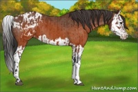 Horse Color:Brown Appaloosa  and Brown Splash Appaloosa 