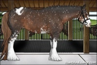 Horse Color:Liver Chestnut Sabino Snowflake Varnish