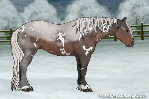 Horse Color:White Spotted Silver Black 
