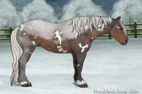 Horse Color:White Spotted Silver Black 