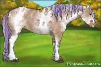 Horse Color:Painted White Spotted Red Dun Sabino Appaloosa