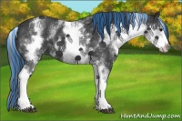 Horse Color:Painted White Spotted Black Sabino