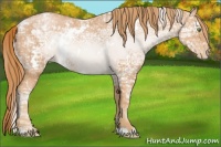 Horse Color:White Spotted Gold Champagne Ice Appaloosa 