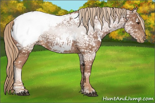Horse Color:White Spotted Chestnut Ice Appaloosa 
