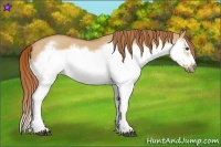 Horse Color:Red Dun Roan Splash Frame Rabicano