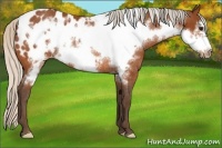 Horse Color:Silver Bay Frame Appaloosa Rabicano 