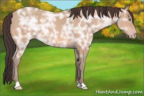 Horse Color:Amber Champagne Ice