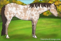 Horse Color:Amber Champagne Ice 