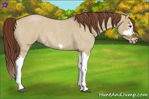 Horse Color:Red Dun Roan Splash Frame Rabicano