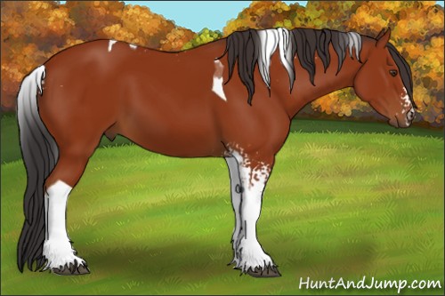 Horse Color:White Spotted Brown Tobiano 