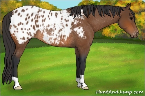 Horse Color:Bay Appaloosa Rabicano 