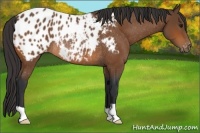 Horse Color:Bay Appaloosa Rabicano 