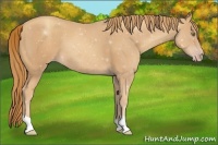 Horse Color:Gold Champagne 