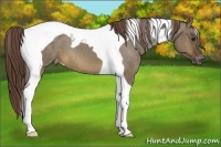 Horse Color:Brown Roan Dun Tobiano Appaloosa