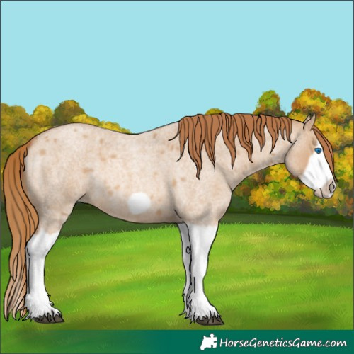Horse Color:Red Dun Roan Splash Frame Rabicano