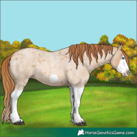 Horse Color:Red Dun Roan Splash Frame Rabicano 
