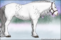 Horse Color:White Spotted Liver Chestnut