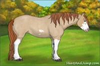 Horse Color:Red Dun Roan Splash Frame Rabicano