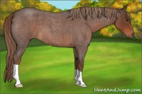 Horse Color:Liver Red Roan 
