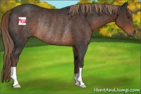 Horse Color:Liver Chestnut Rabicano