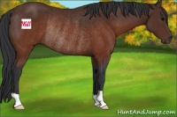 Horse Color:Brown Rabicano