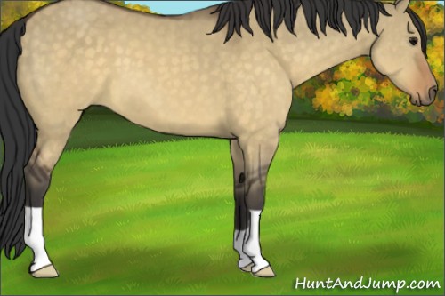Horse Color:Buckskin Dun 