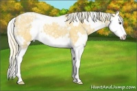 Horse Color:White Spotted Palomino Ice Splash 