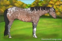 Horse Color:Bay Ice 