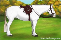 Horse Color:Midnight Buckskin Appaloosa 