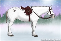 Horse Color:Midnight Bay Ice Appaloosa 