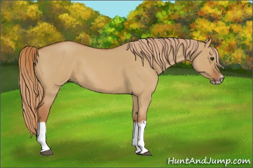 Horse Color:Red Dun Roan Splash Frame Rabicano 