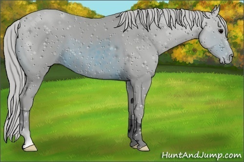 Horse Color:ERROR: UNKNOWN ANOMALY