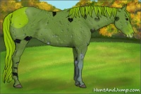 Horse Color:ERROR: UNKNOWN ANOMALY