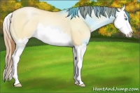 Horse Color:Sable Champagne Pearl Dun Splash Rabicano