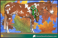 Horse Color:White Spotted Chestnut Sabino
