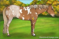 Horse Color:White Spotted Chestnut 
