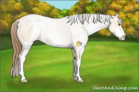 Horse Color:White Spotted Brown Pearl Dun Sabino