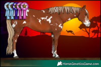 Horse Color:White Spotted Chestnut Sabino 