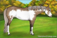 Horse Color:Silver Bay Dun Frame 