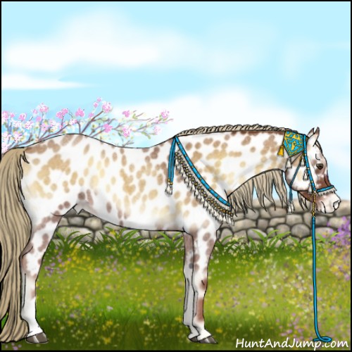 Horse Color:Red Onyx Roan Appaloosa 