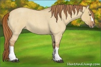 Horse Color:Red Dun Roan Splash Frame Rabicano