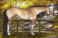 Horse Color:Buckskin Onyx